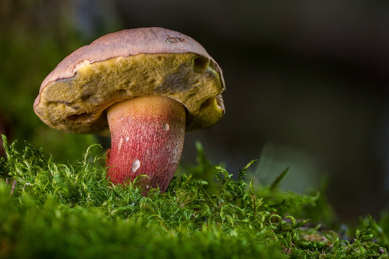 5 Niesamowitych faktów o grzybach, których możesz nie znać